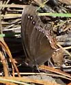 Red-bordered Satyr - Hodges#4602 - photo 4
