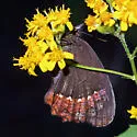 Red-bordered Satyr - Hodges#4602 - photo 5