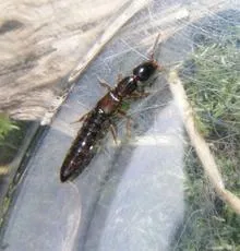 Gyrohypnus angustatus