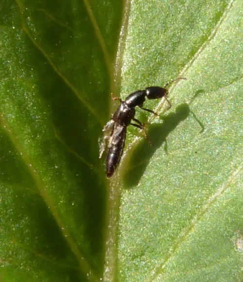 Gyrohypnus angustatus - photo 2
