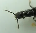 Gyrohypnus fracticornis