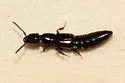 Gyrohypnus fracticornis - photo 2