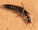 Gyrohypnus fracticornis - photo 3