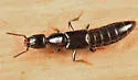 Gyrohypnus fracticornis - photo 4