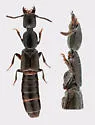 Gyrohypnus fracticornis - photo 5