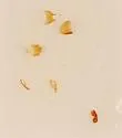 Gyrophaena affinis - photo 2