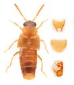 Gyrophaena affinis - photo 3
