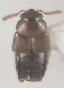 Gyrophaena anomala