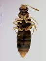 Gyrophaena flavicornis