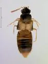 Gyrophaena flavicornis - photo 2