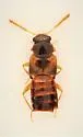 Gyrophaena flavicornis - photo 3