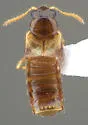 Gyrophaena flavicornis - photo 4