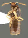 Gyrophaena flavicornis - photo 5