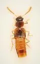 Gyrophaena fuscicollis