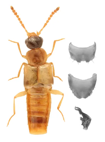 Gyrophaena gilvicollis