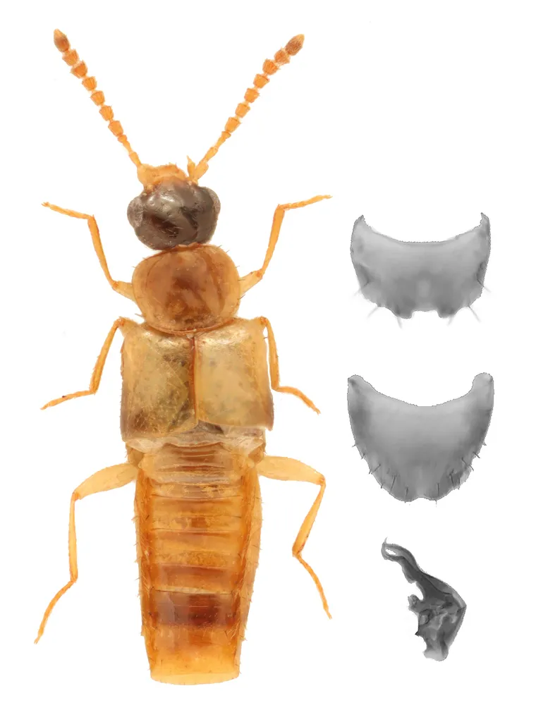 Gyrophaena gilvicollis - photo 2