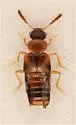 Gyrophaena keeni