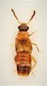 Gyrophaena nanoides