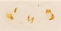 Gyrophaena nanoides - photo 2