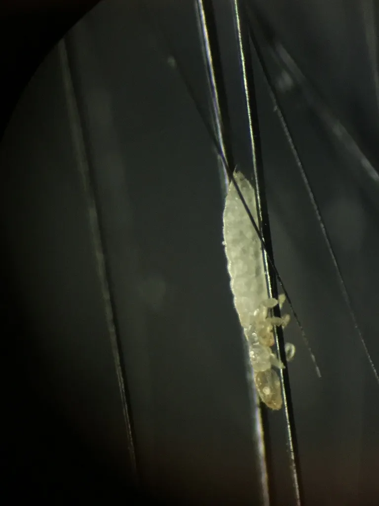 Guinea Pig Lice - photo 2