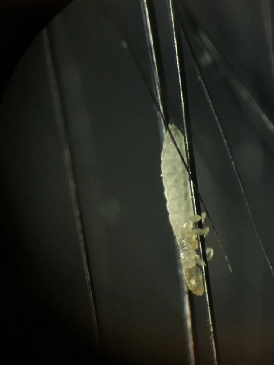 Guinea Pig Lice - photo 3