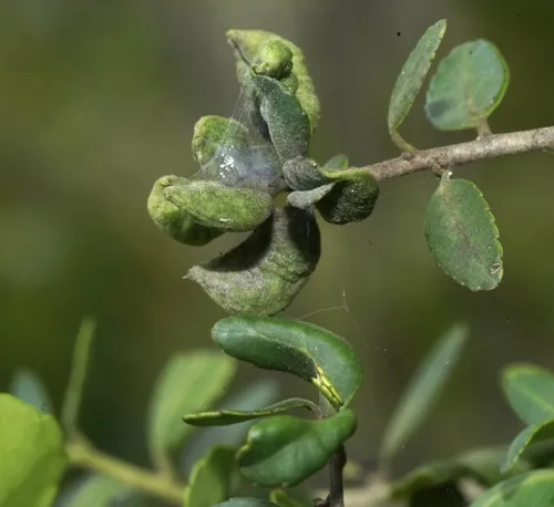 Yaupon Psyllid - photo 2