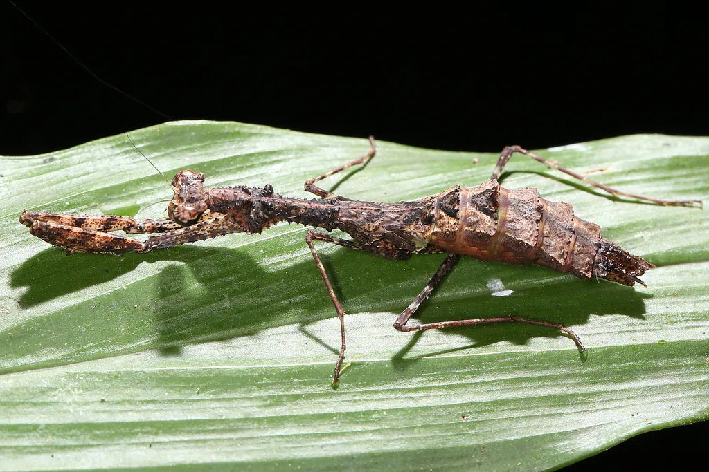Haaniidae - photo 2
