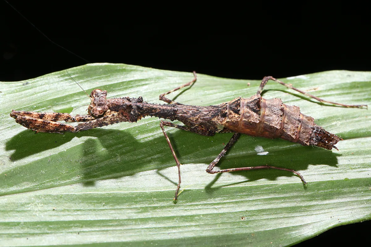 Haaniidae - photo 3