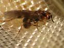 Habrobracon hebetor