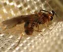 Habrobracon hebetor - photo 2