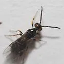 Habrobracon hebetor - photo 3