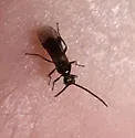 Habrobracon hebetor - photo 4