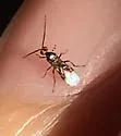 Habrobracon hebetor - photo 5