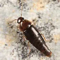 Habrocerus capillaricornis - photo 2