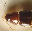 Habrocerus capillaricornis - photo 3
