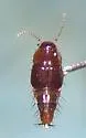 Habrocerus capillaricornis - photo 4