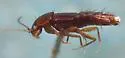 Habrocerus capillaricornis - photo 5