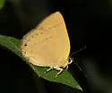 Golden Hairstreak - Hodges#4267