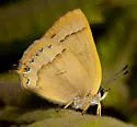 Golden Hairstreak - Hodges#4267 - photo 3