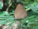 Golden Hairstreak - Hodges#4267 - photo 4