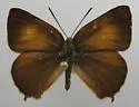 Golden Hairstreak - Hodges#4267 - photo 5