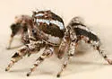 Habronattus agilis