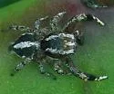 Habronattus agilis - photo 2