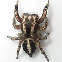 Habronattus agilis - photo 3