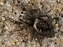 Habronattus agilis - photo 4
