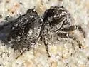 Habronattus agilis - photo 5