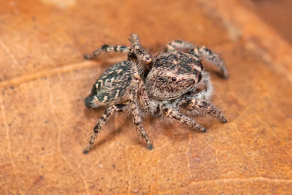 Habronattus alachua - photo 2