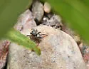 Habronattus altanus