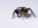 Habronattus altanus - photo 2
