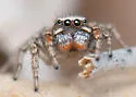 Habronattus altanus - photo 3